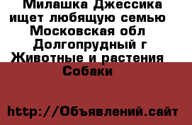 Милашка Джессика ищет любящую семью - Московская обл., Долгопрудный г. Животные и растения » Собаки   